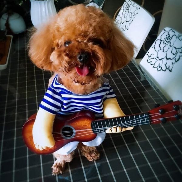 Disfraz guitarrista perro foto